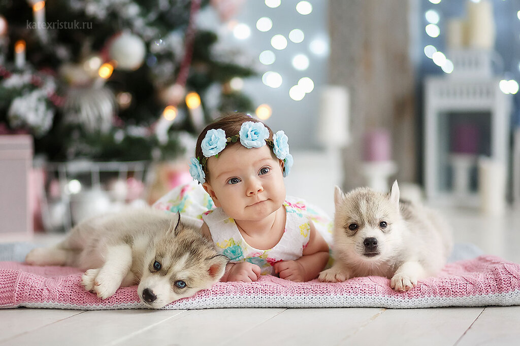 Новогодние фотосессии с щенками