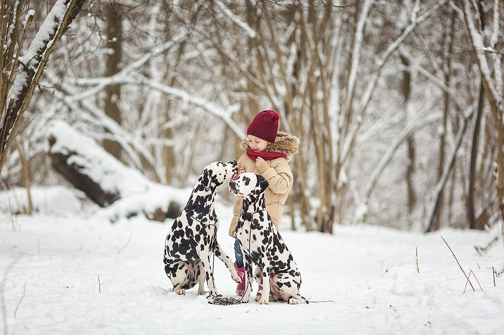 Зимняя Фотосессия с далматинцами